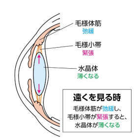 スマホ老眼について画像1