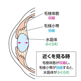 スマホ老眼について画像2