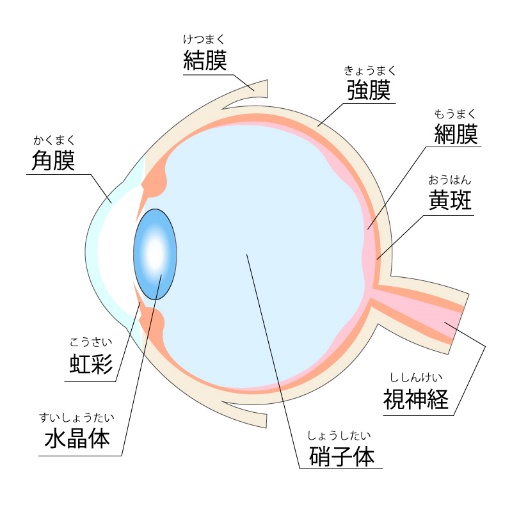 網膜色素変性についての画像