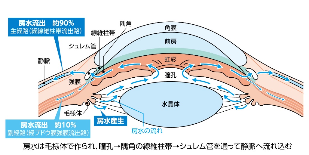 【目にまつわる話】『房水』についての画像