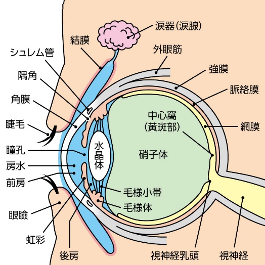 【目にまつわる話】『虹彩』についての画像