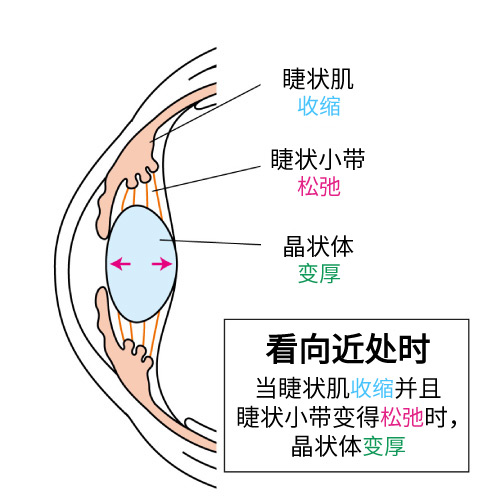 【目にまつわる話】『毛様体』についての画像