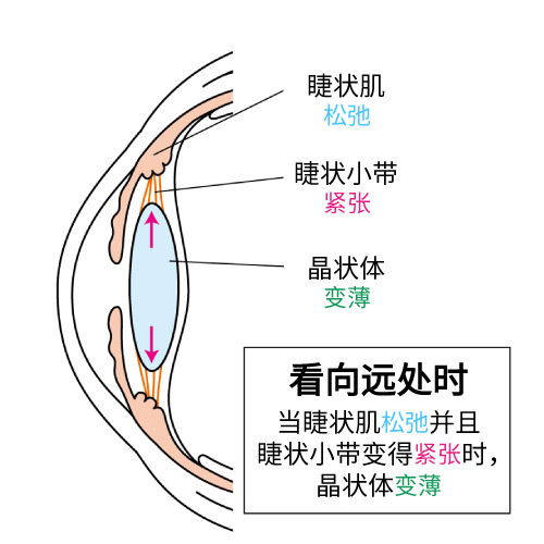 【目にまつわる話】『毛様体』についての画像