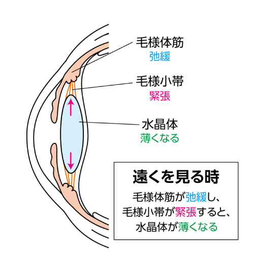 遠くを見る時の水晶体