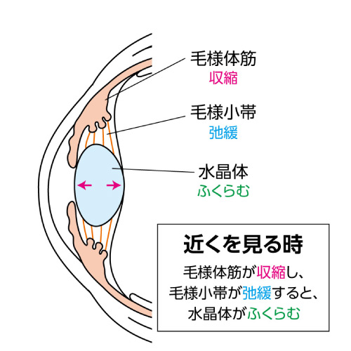 近くを見る時の水晶体